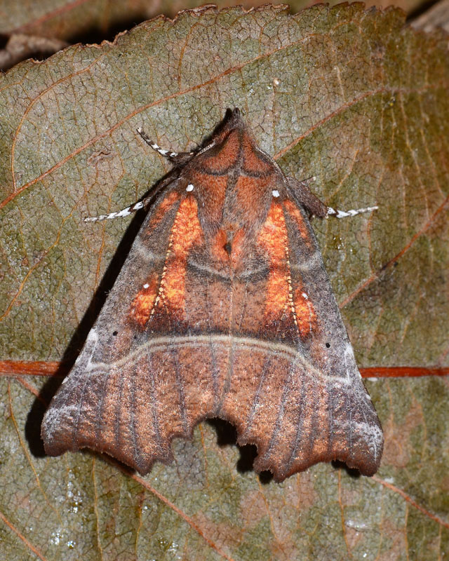 Erebidae:  Scoliopteryx libatrix